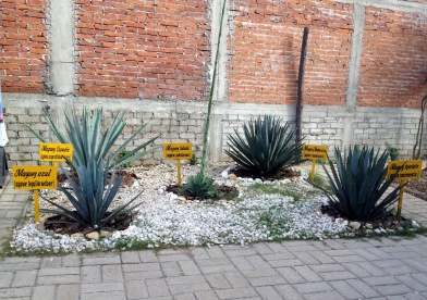 a few types of agave, but there are 31 types that could be used for mezcal production!