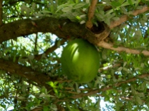 Jicara fruit used for maracas