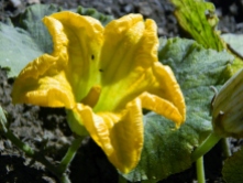 Calabaza flower